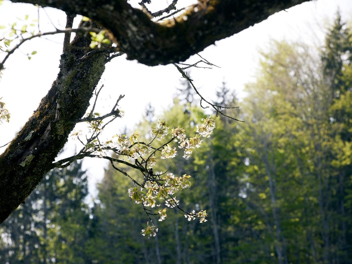 Blühender Obstbaum © Daniela Stockinger