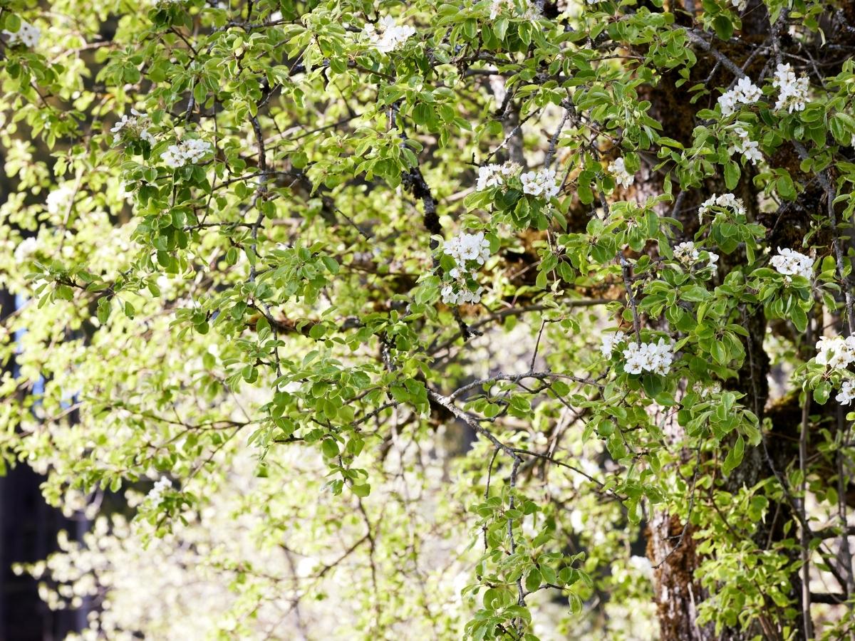 Blütenreicher Obstbaum © Daniela Stockinger