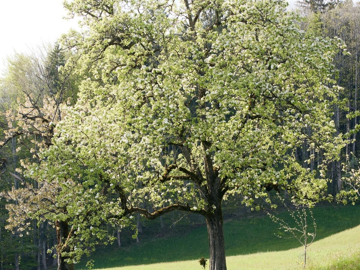 Blühender Obstbaum © Daniela Stockinger