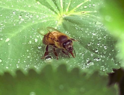 Workshop „Ohne Bienen keine Früchte“ am 29. April 2023