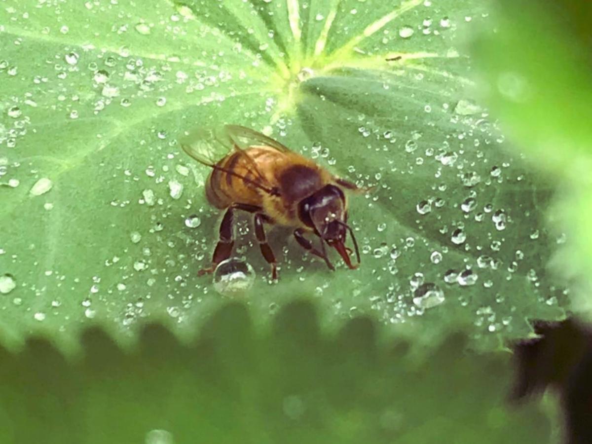 Biene auf Blatt