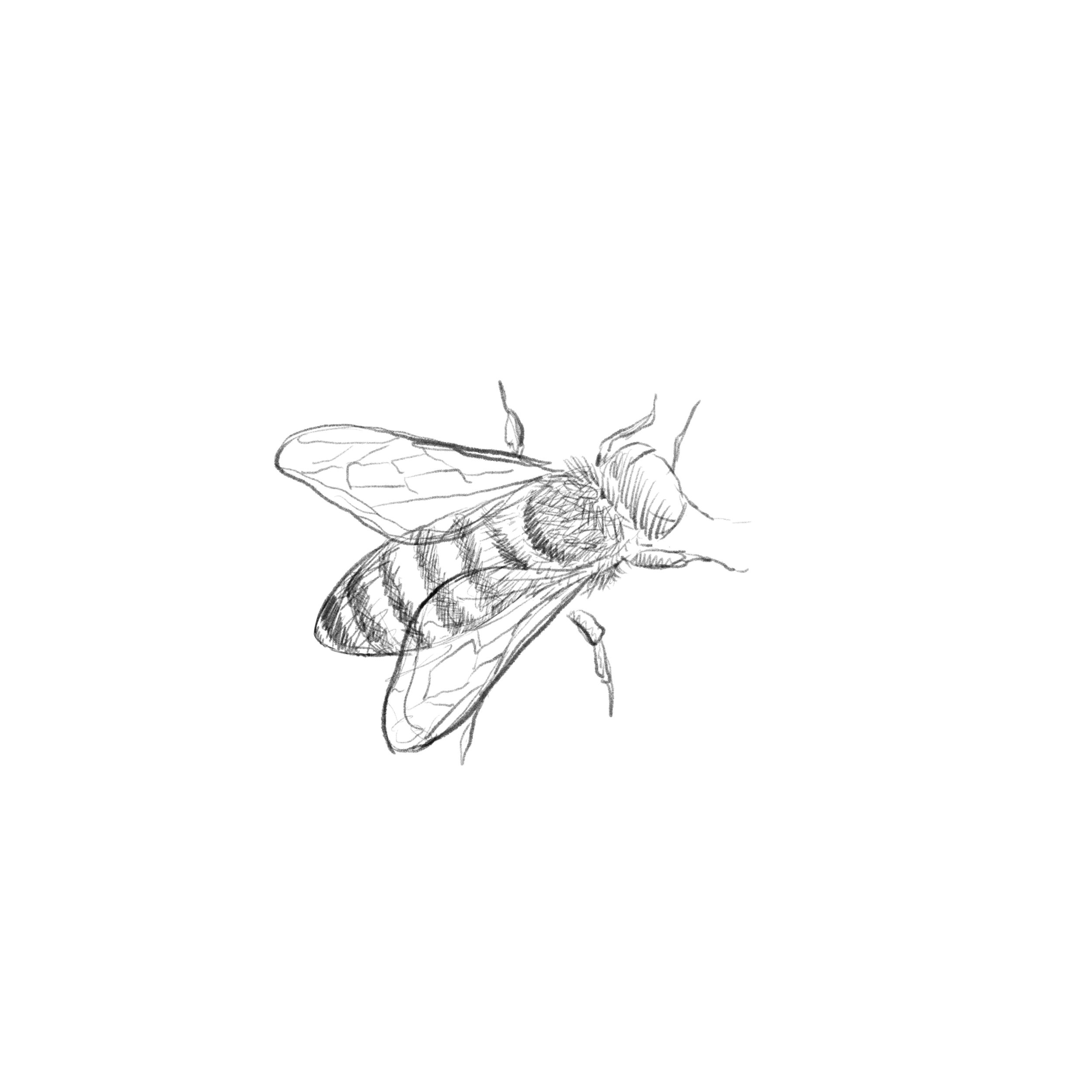 Honigbiene