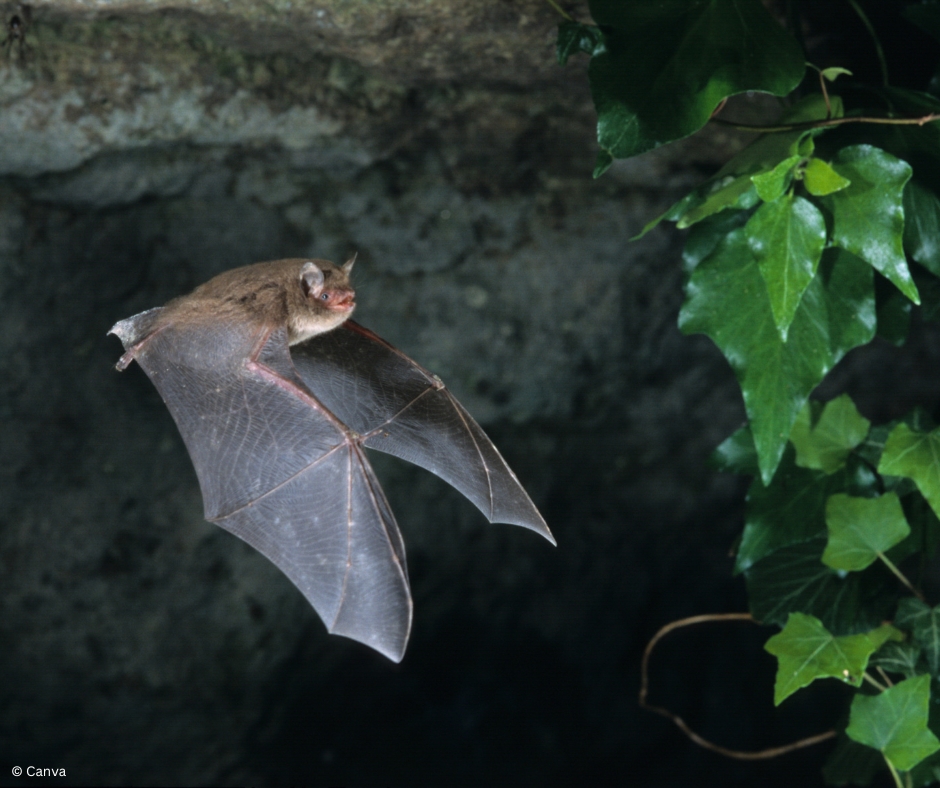 Fledermaus © Canva