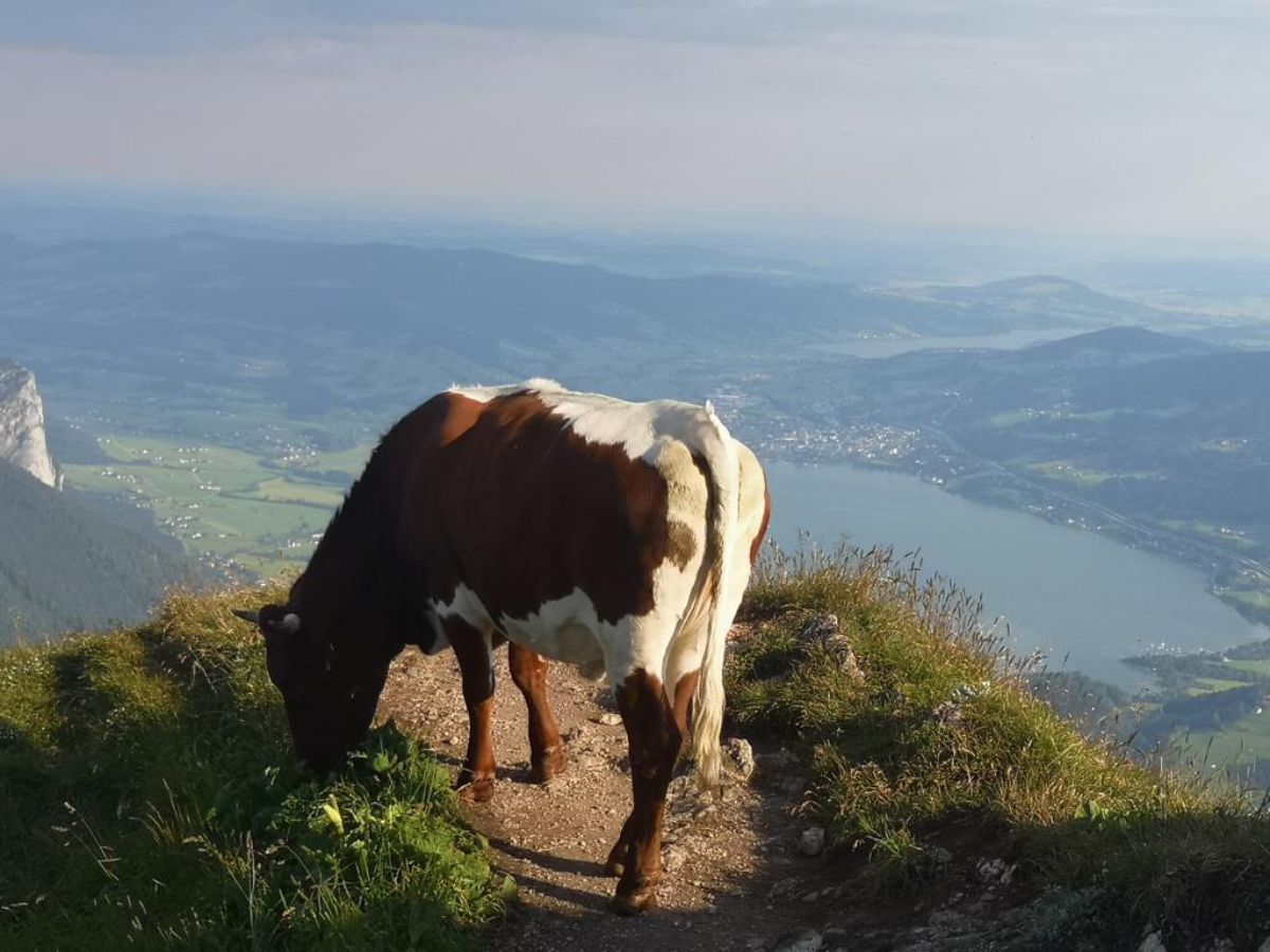 Kuh am Schafberg