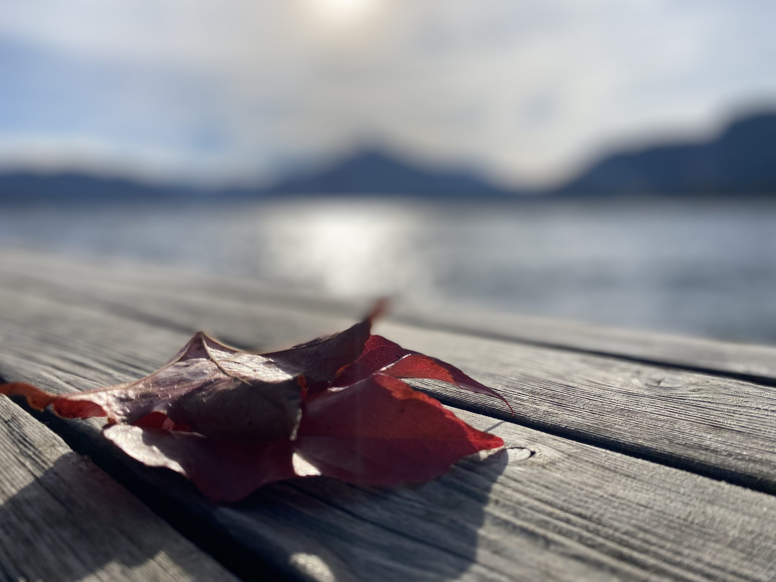 Herbstblatt am Mondsee