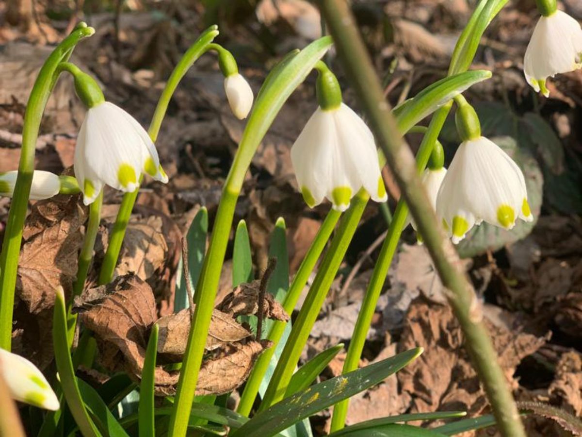 Schneeglöckchen im Februar