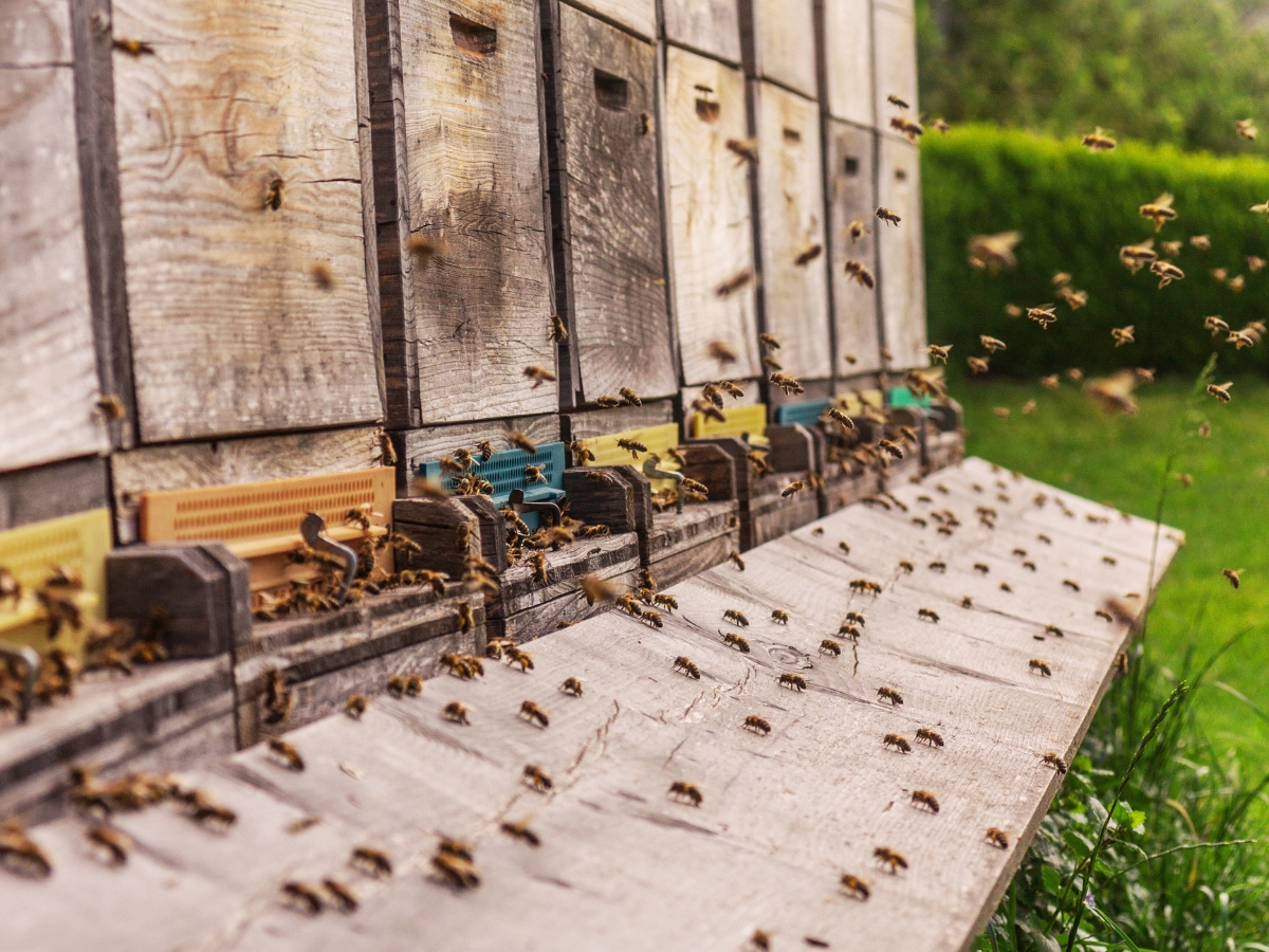 Bienenstöcke © Bioimkerei Mondseeland