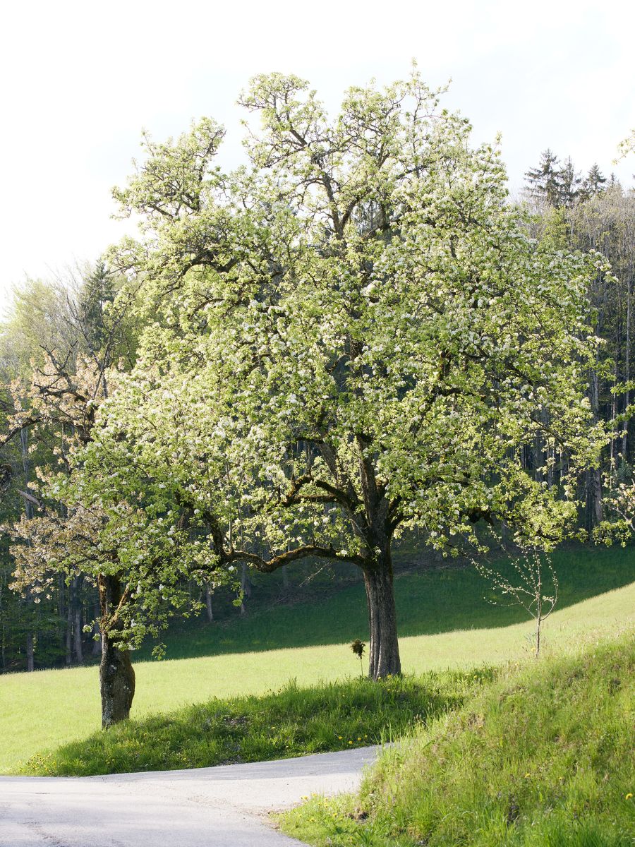 treuobstbaum im Frühling
