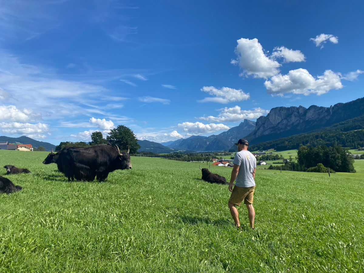 Sebastian Schruckmayr und seine Yaks