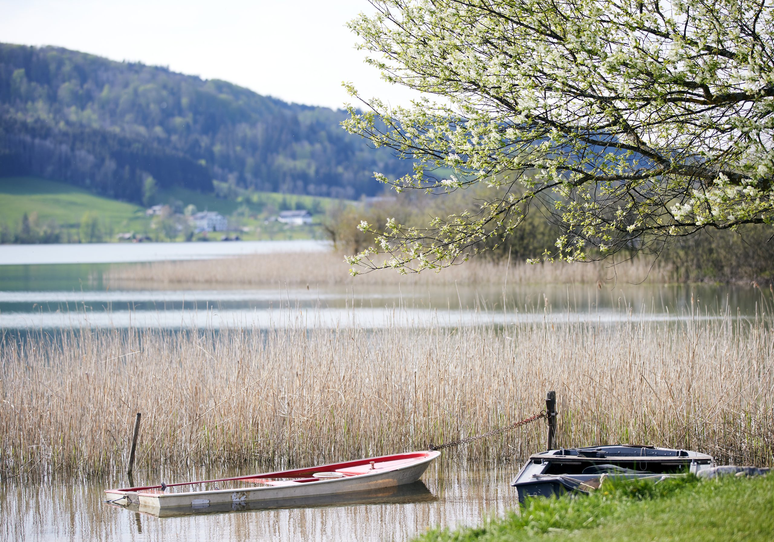 Frühlingsidylle am Irrsee
