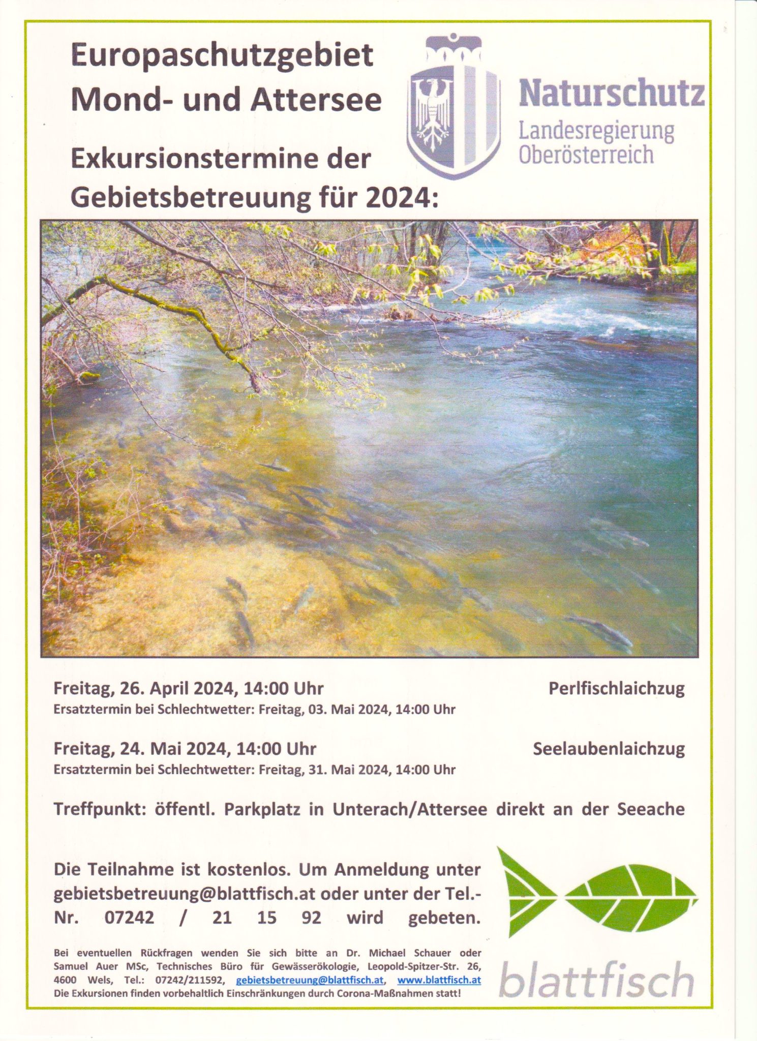 Laichzug der Seelauben
