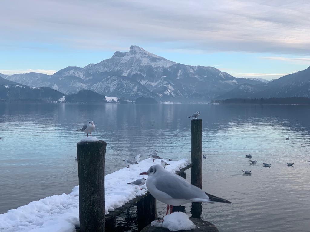 Verschneiter Schafberg im Dezember